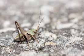 Attēlu rezultāti vaicājumam “Decticus verrucivorus nymph”