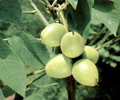 Attēlu rezultāti vaicājumam “Juglans mandshurica”