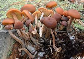 Attēlu rezultāti vaicājumam “Gymnopilus picreus”