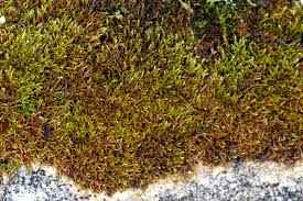 Attēlu rezultāti vaicājumam “Pseudoleskeella nervosa”