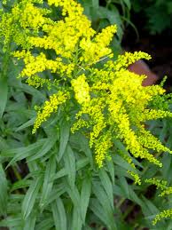 Attēlu rezultāti vaicājumam “Solidago canadensis flower”