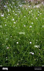 Image result for Succisella inflexa