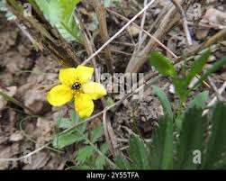 Attēlu rezultāti vaicājumam “Coccinula quatuordecimpustulata”