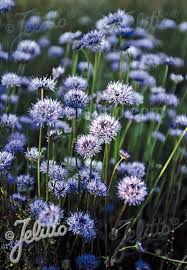 Attēlu rezultāti vaicājumam “Jasione montana leaf”