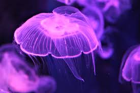 Attēlu rezultāti vaicājumam “Aurelia aurita”