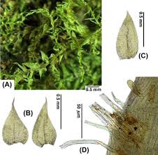 Attēlu rezultāti vaicājumam “Oxyrrhynchium hians var. rigidum macro”