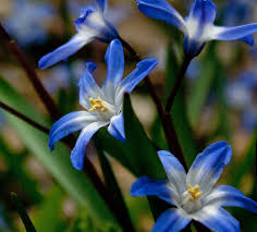 Attēlu rezultāti vaicājumam “Scilla luciliae”