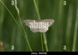 Attēlu rezultāti vaicājumam “Scopula immorata”