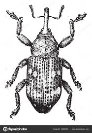 Attēlu rezultāti vaicājumam “Pissodes piniphilus”