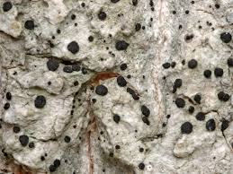 Attēlu rezultāti vaicājumam “Megalaria grossa”