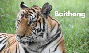 Image result for BERKSHIRE TIGERS THAI
