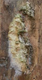 Attēlu rezultāti vaicājumam “Diplomitoporus flavescens”