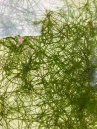 Attēlu rezultāti vaicājumam “Nitella sp.”