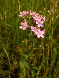 Attēlu rezultāti vaicājumam “Centaurium erythraea flower”