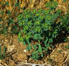 Attēlu rezultāti vaicājumam “Euphorbia helioscopia”