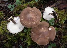 Attēlu rezultāti vaicājumam “Polyporus ciliatus”