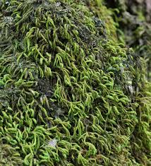 Attēlu rezultāti vaicājumam “Anomodon attenuatus”