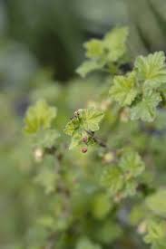 Attēlu rezultāti vaicājumam “Ribes uva-crispa flower”