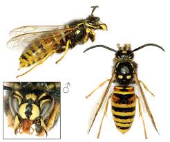 Attēlu rezultāti vaicājumam “Vespula rufa”