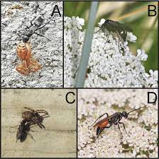 Attēlu rezultāti vaicājumam “Pompilidae”