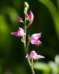 Attēlu rezultāti vaicājumam “Cephalanthera rubra leaf”