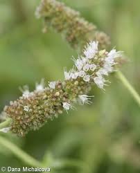 Attēlu rezultāti vaicājumam “Mentha longifolia flower”