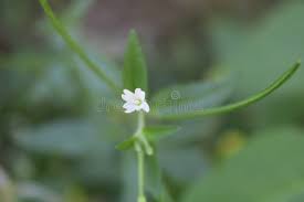 Attēlu rezultāti vaicājumam “Epilobium roseum flower”