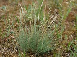 Attēlu rezultāti vaicājumam “Corynephorus canescens fruit”