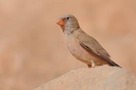 Image result for Bucanetes githagineus