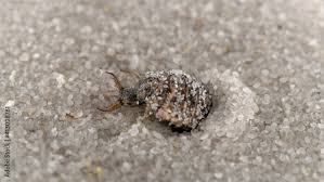 Attēlu rezultāti vaicājumam “Myrmeleontidae larva”