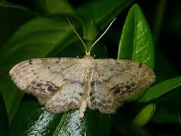 Attēlu rezultāti vaicājumam “Idaea dimidiata”