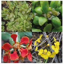 Attēlu rezultāti vaicājumam “Elatinaceae”