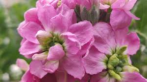 Image result for Levkoje