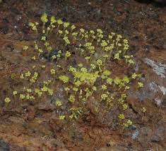 Attēlu rezultāti vaicājumam “Amaurochaete atra young”