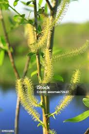 Attēlu rezultāti vaicājumam “Salix triandra male flower”