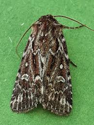 Attēlu rezultāti vaicājumam “Lycophotia porphyrea”