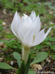 Attēlu rezultāti vaicājumam “Colchicum szovitsii subsp. szovitsii flower”