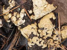 Attēlu rezultāti vaicājumam “Hypocrea pulvinata”