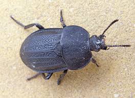 Attēlu rezultāti vaicājumam “Silpha obscura”