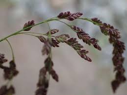 Attēlu rezultāti vaicājumam “Glyceria striata”