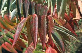 Attēlu rezultāti vaicājumam “Rhus typhina leaf”