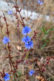 Image result for Cichorium intybus