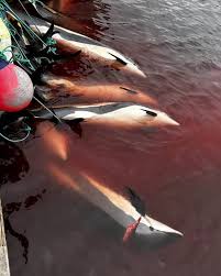 Image result for massacre golfinhos dinamarca