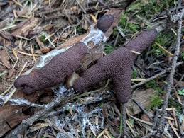 Attēlu rezultāti vaicājumam “Symphytocarpus flaccidus plasmodium”