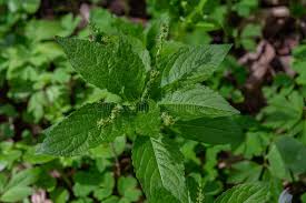 Attēlu rezultāti vaicājumam “Mercurialis perennis bud”