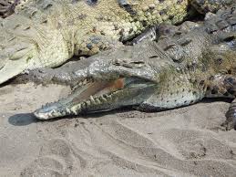 Image result for Crocodylus acutus