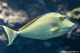 Image result for Naso unicornis