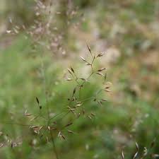 Attēlu rezultāti vaicājumam “Agrostis canina leaf”