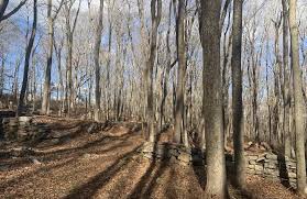 Image result for Lyme Valley Archers