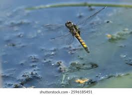 Attēlu rezultāti vaicājumam “Leucorrhinia pectoralis”